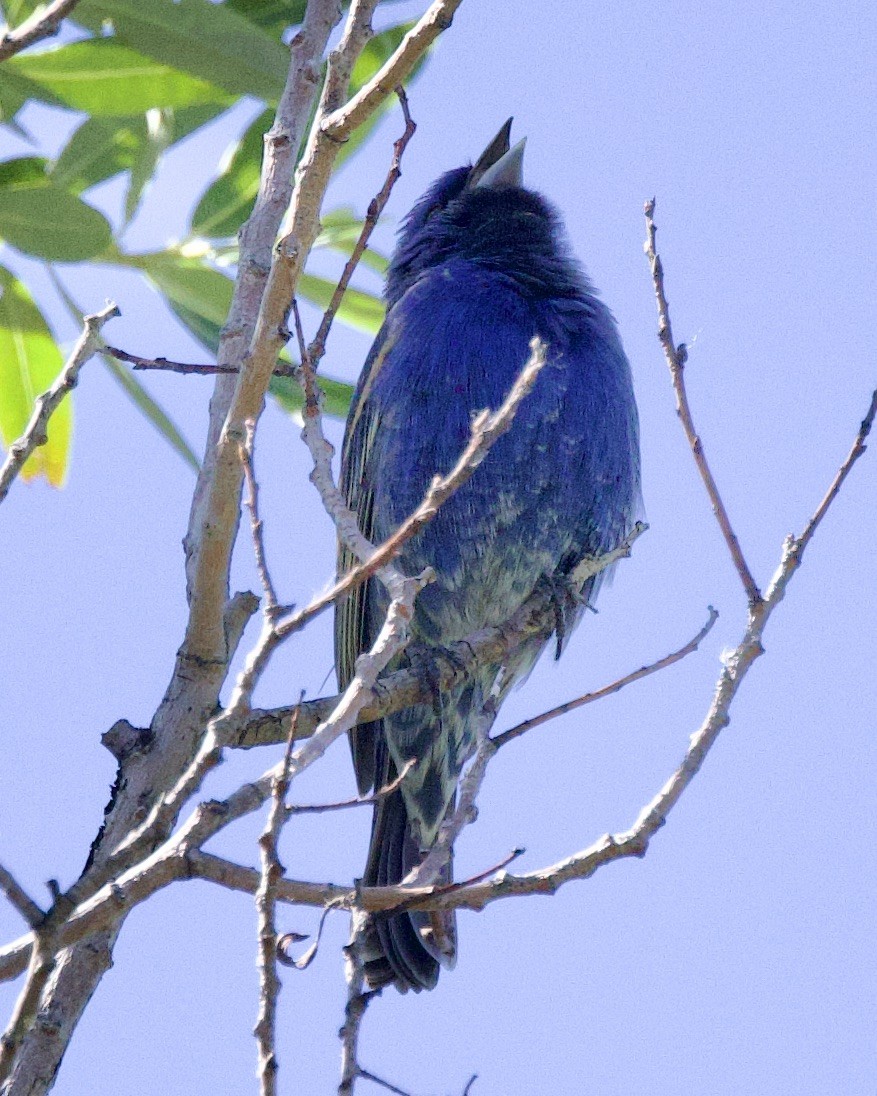 ub. spurvefugl (Passeriformes sp.) - ML618646542