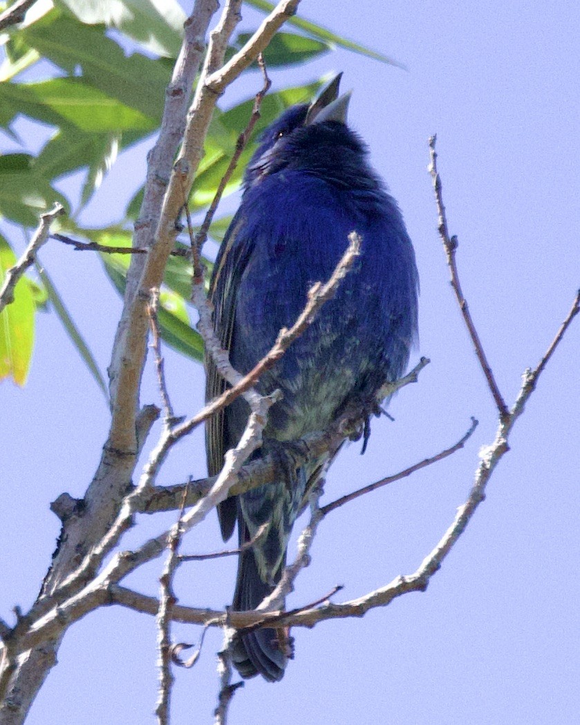 ub. spurvefugl (Passeriformes sp.) - ML618646545