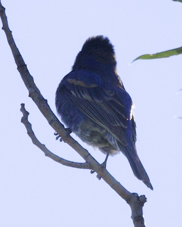 ub. spurvefugl (Passeriformes sp.) - ML618646550