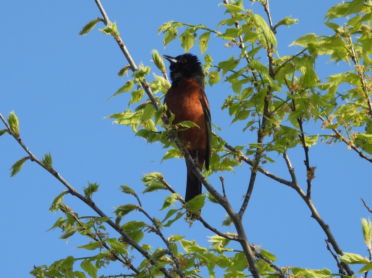 Orchard Oriole - Kevin Seymour