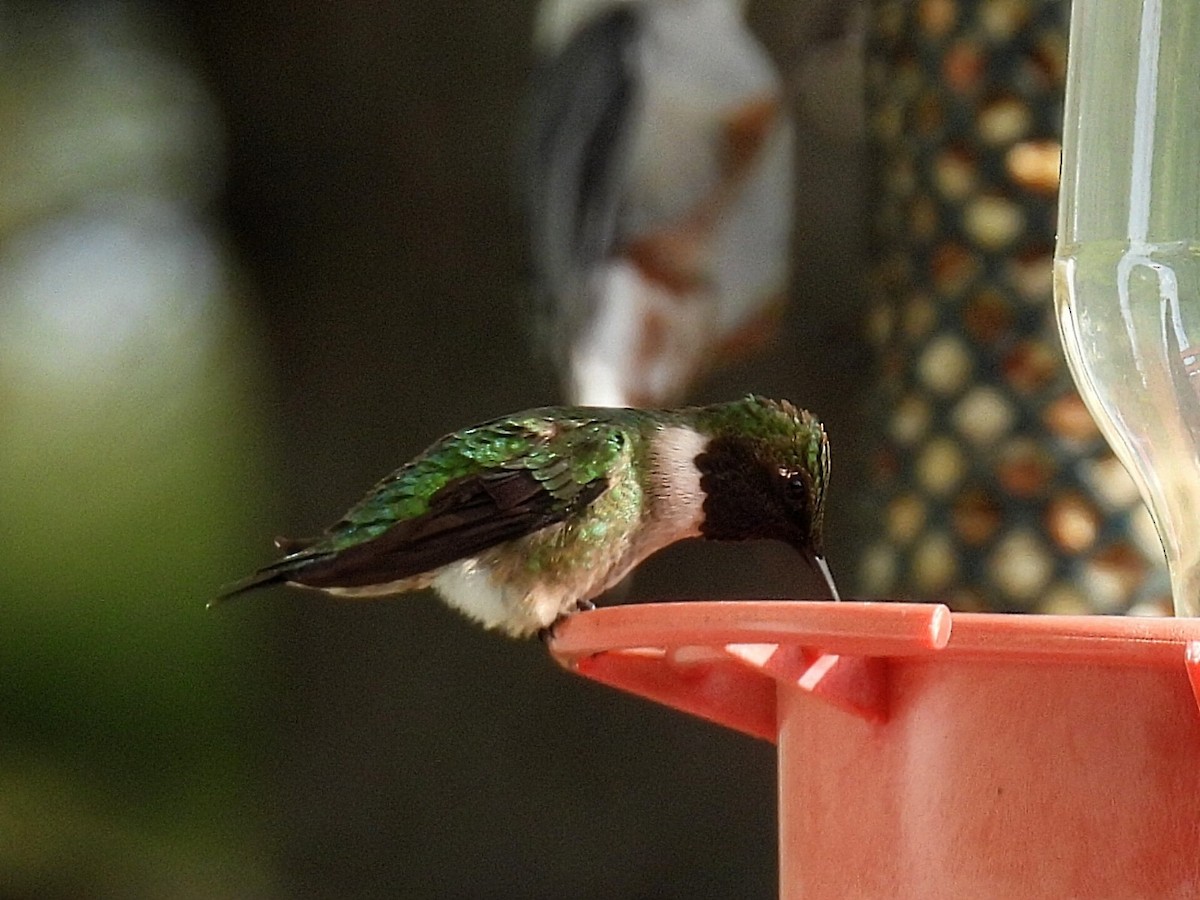 Ruby-throated Hummingbird - ML618646566