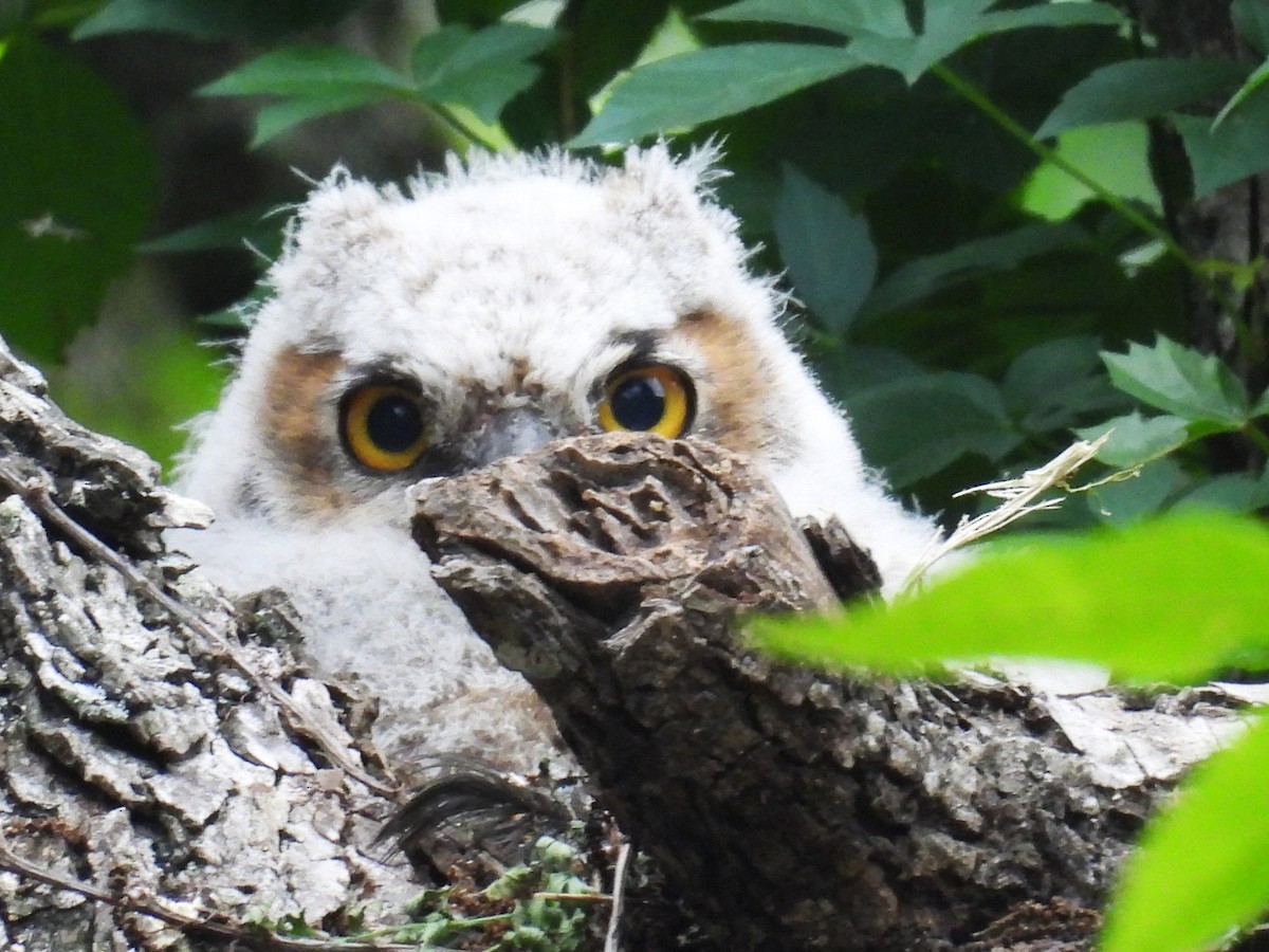 Great Horned Owl - ML618646583