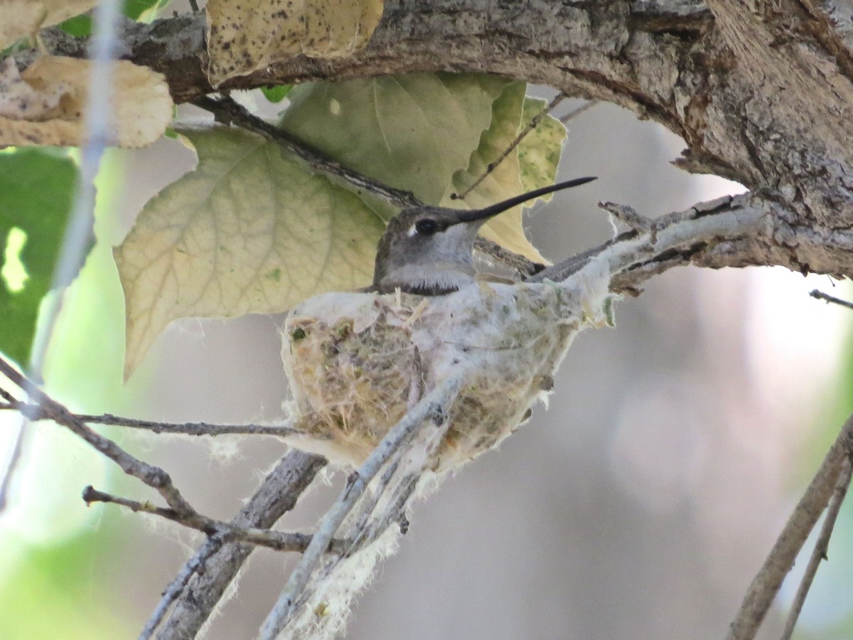 Black-chinned Hummingbird - ML618646586