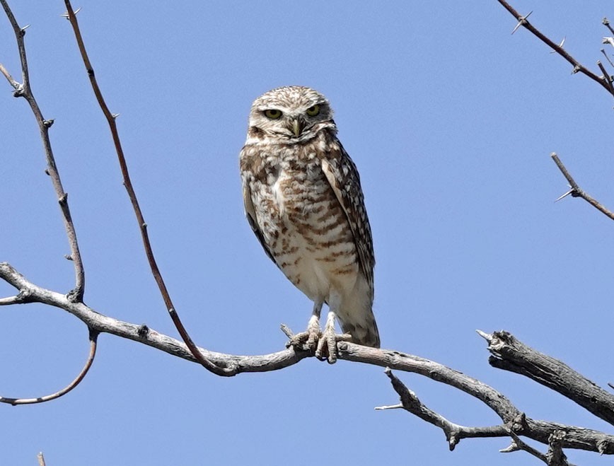 Burrowing Owl - ML618646587