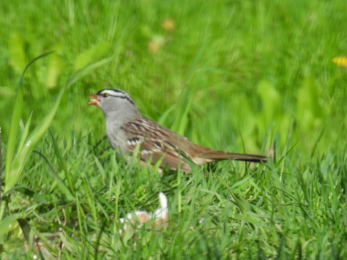 White-crowned Sparrow - ML618646594