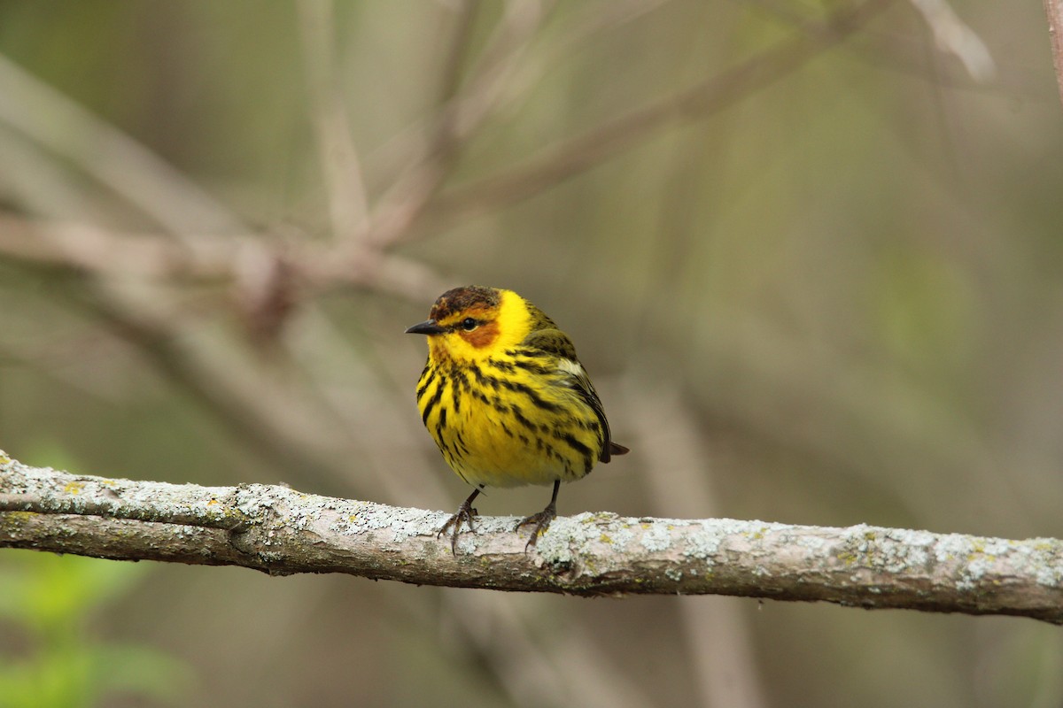 Cape May Warbler - ML618646595