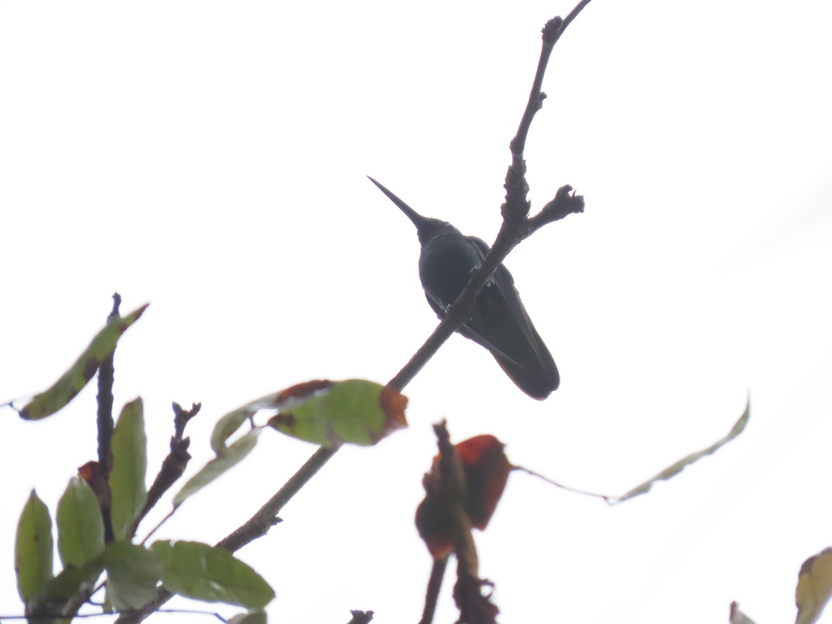 kolibřík bělořitý - ML618646676