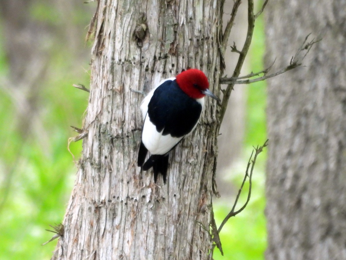 Red-headed Woodpecker - ML618646702