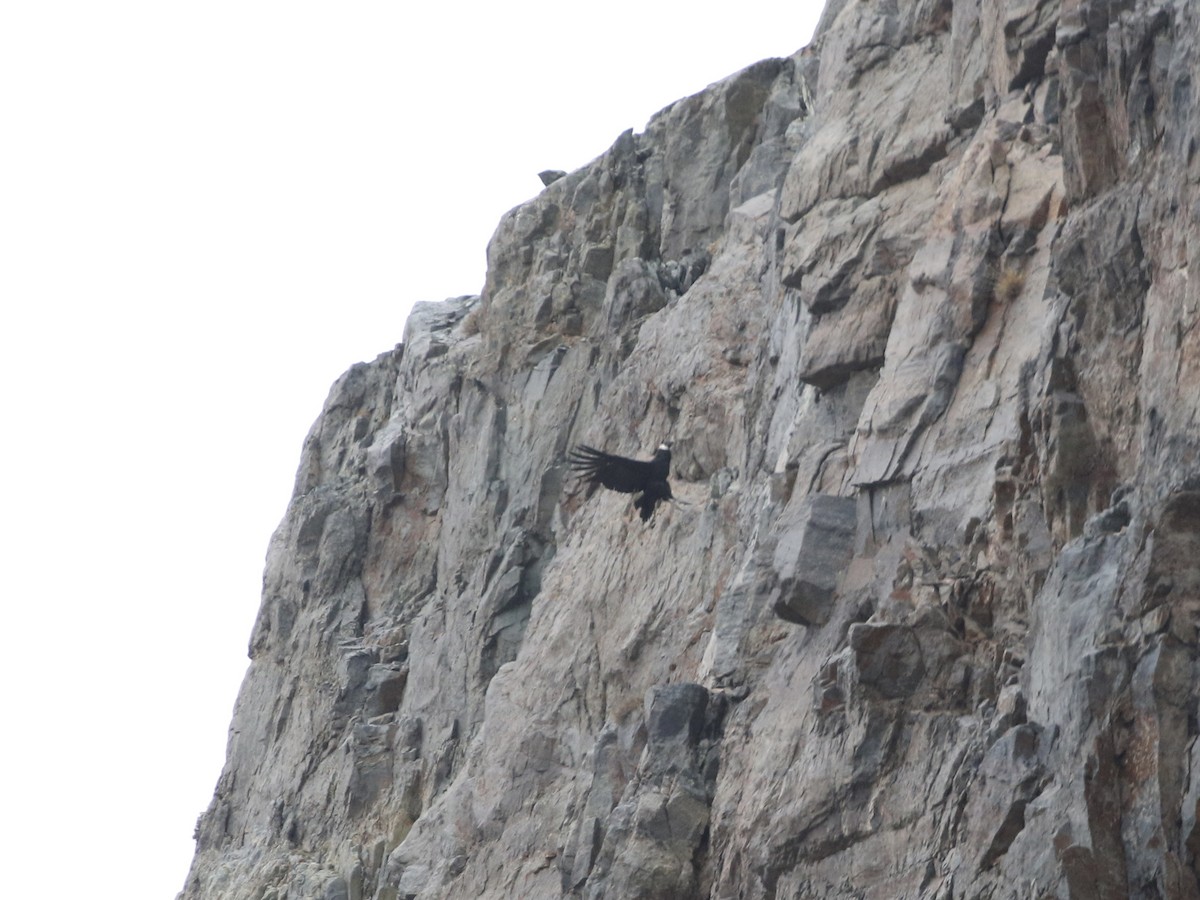 Andean Condor - ML618646754