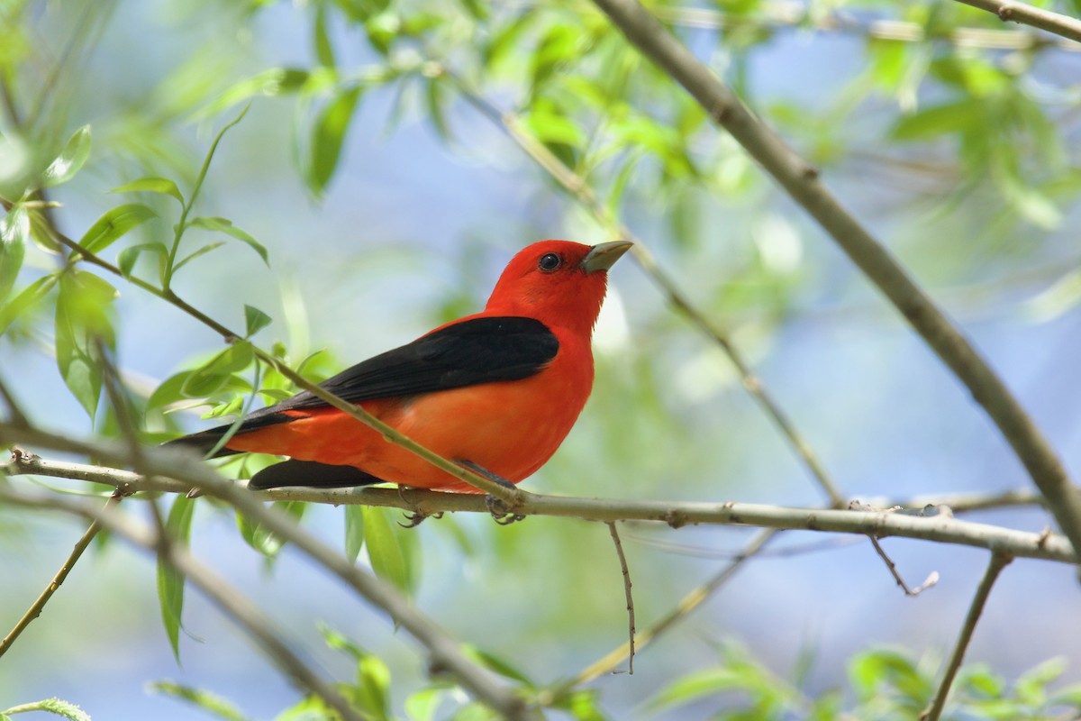 Scarlet Tanager - ML618646791