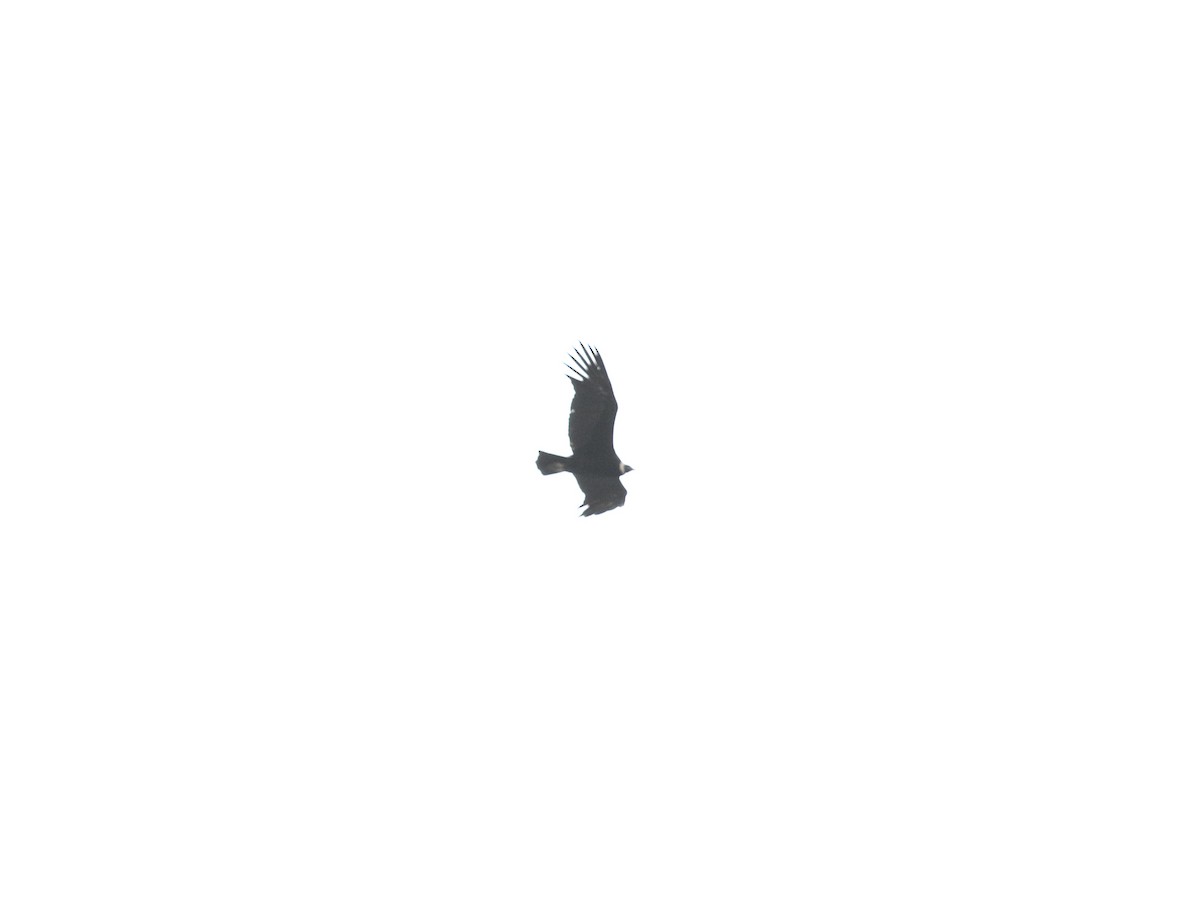 Andean Condor - Aaron David
