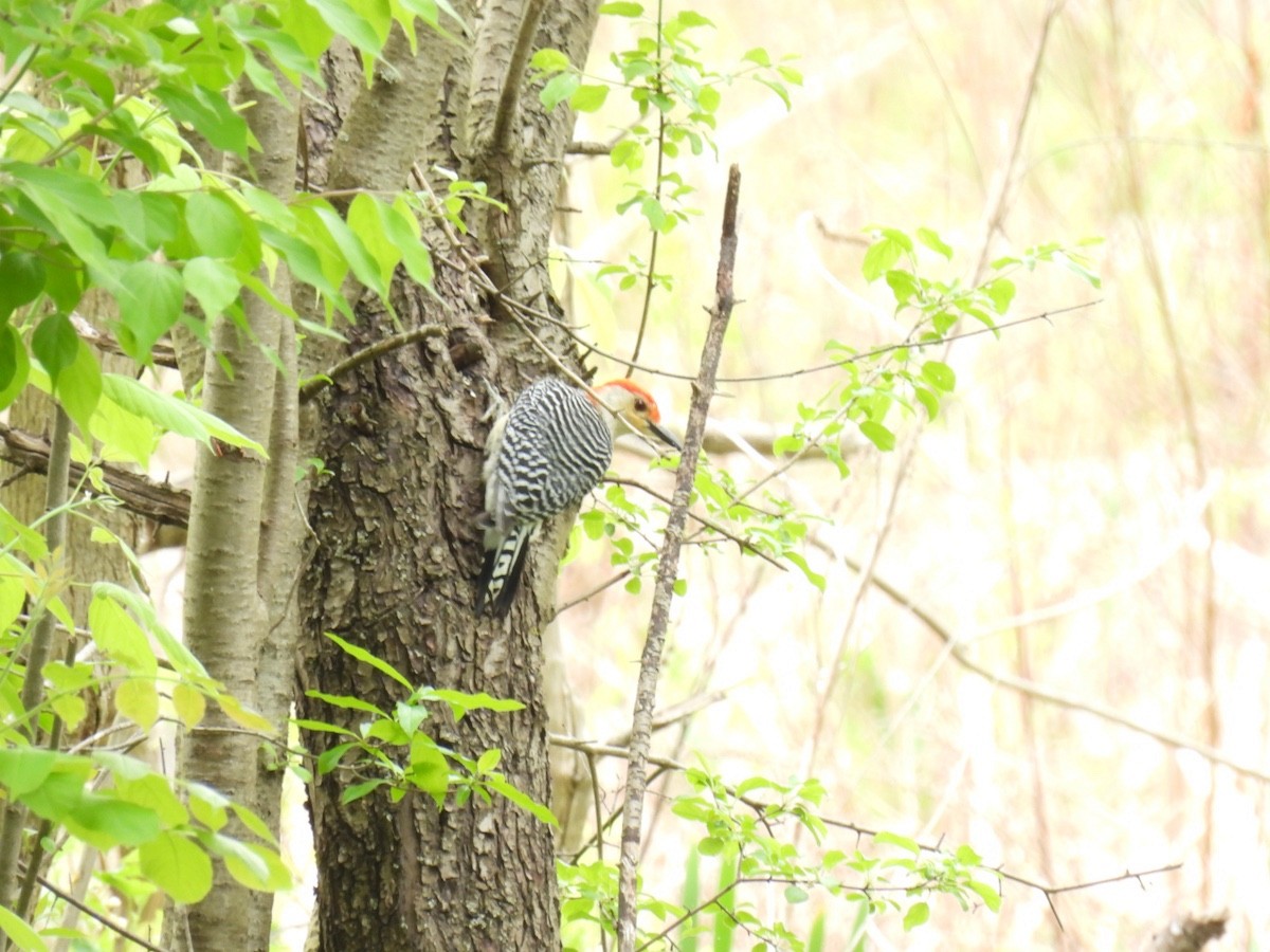 Red-bellied Woodpecker - ML618646820
