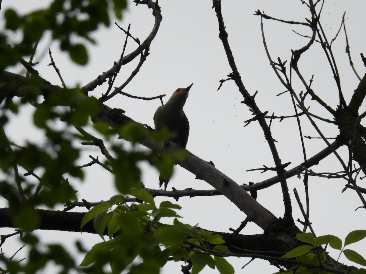 Red-bellied Woodpecker - ML618646831