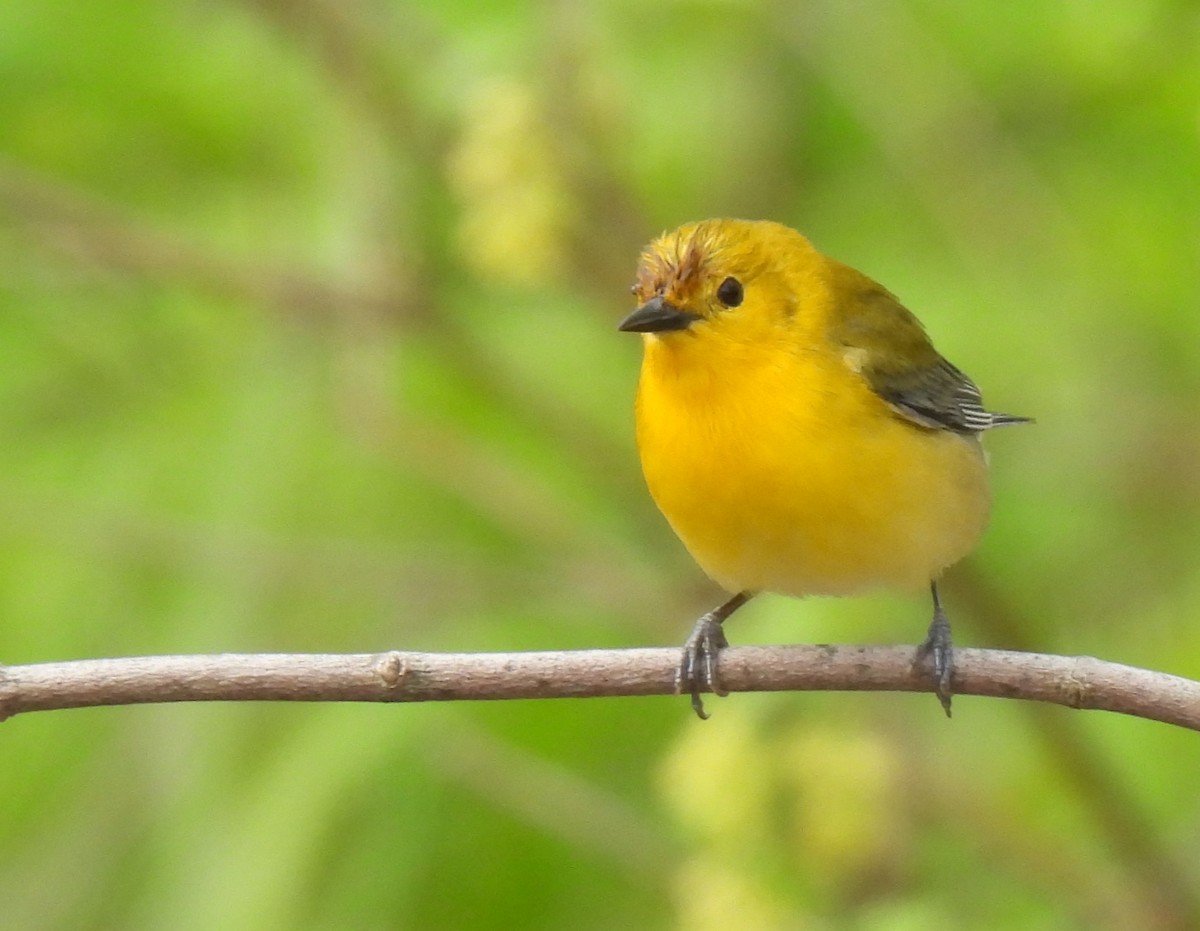 Prothonotary Warbler - ML618646867