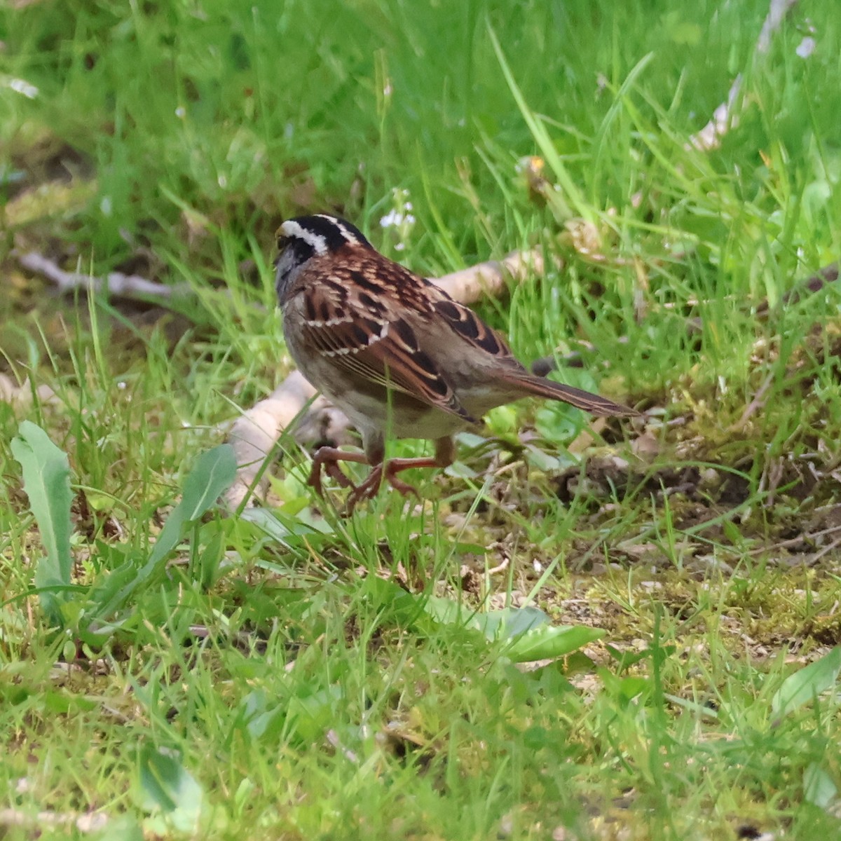 White-throated Sparrow - ML618646878