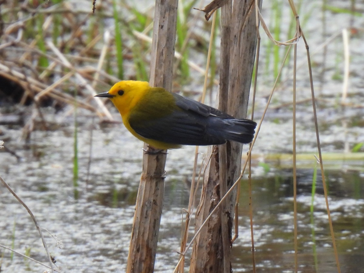 Prothonotary Warbler - ML618646882