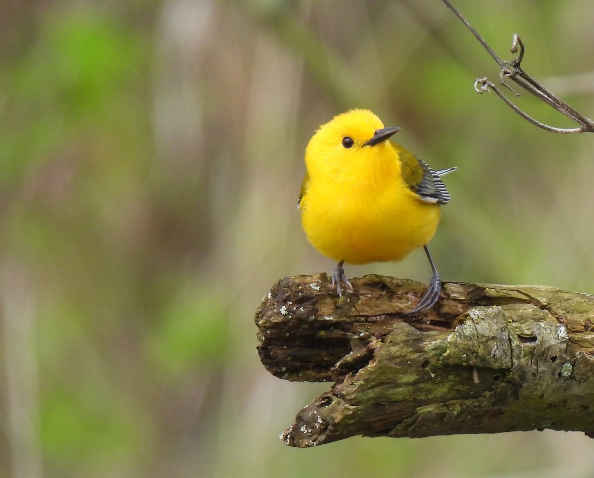 Prothonotary Warbler - ML618646890