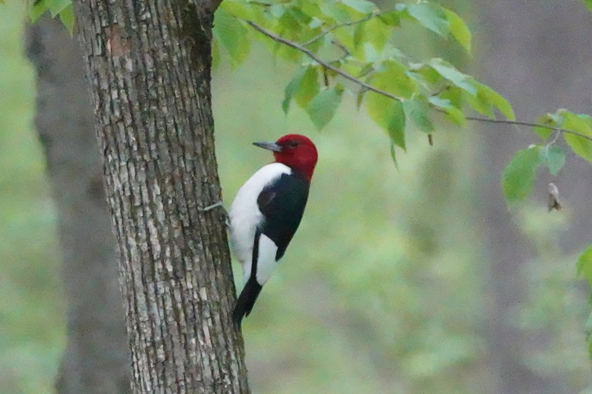 Red-headed Woodpecker - ML618646893