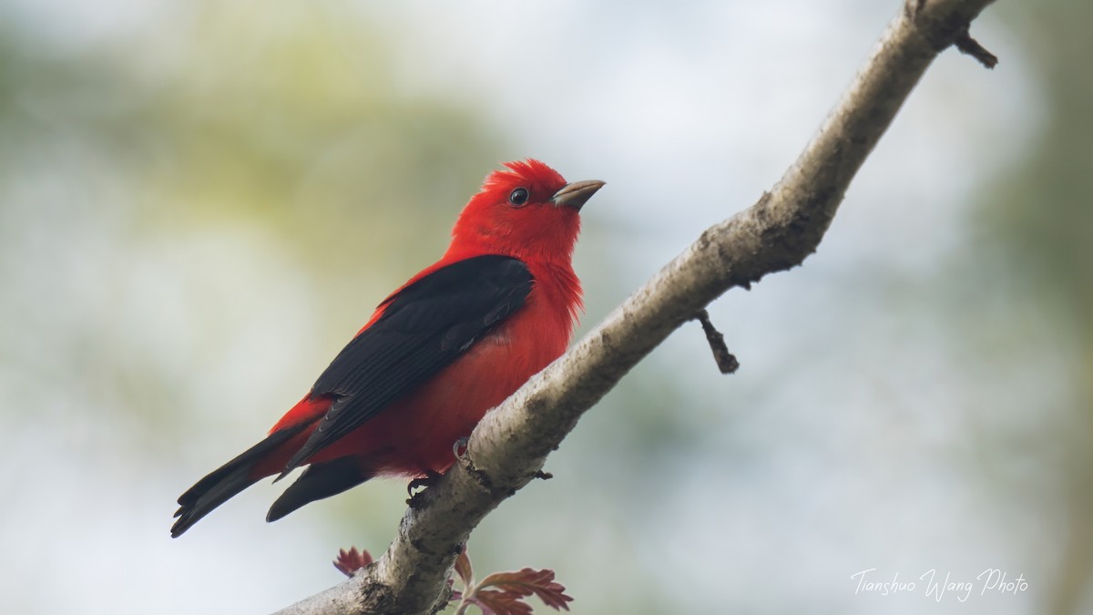 Scarlet Tanager - ML618646894