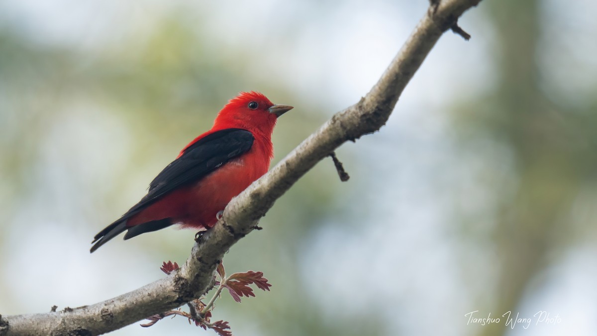 Scarlet Tanager - ML618646895