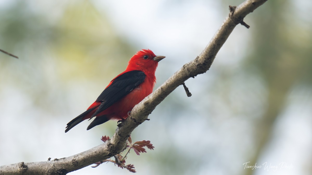 Scarlet Tanager - ML618646897