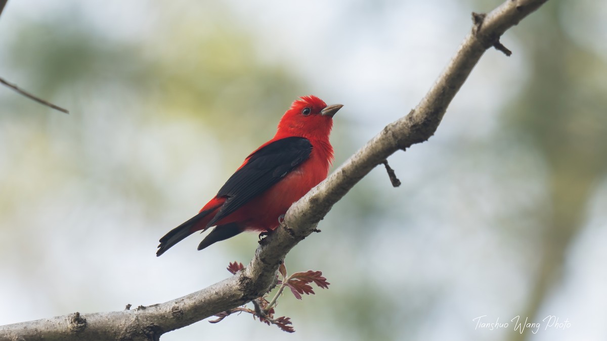 Scarlet Tanager - ML618646898