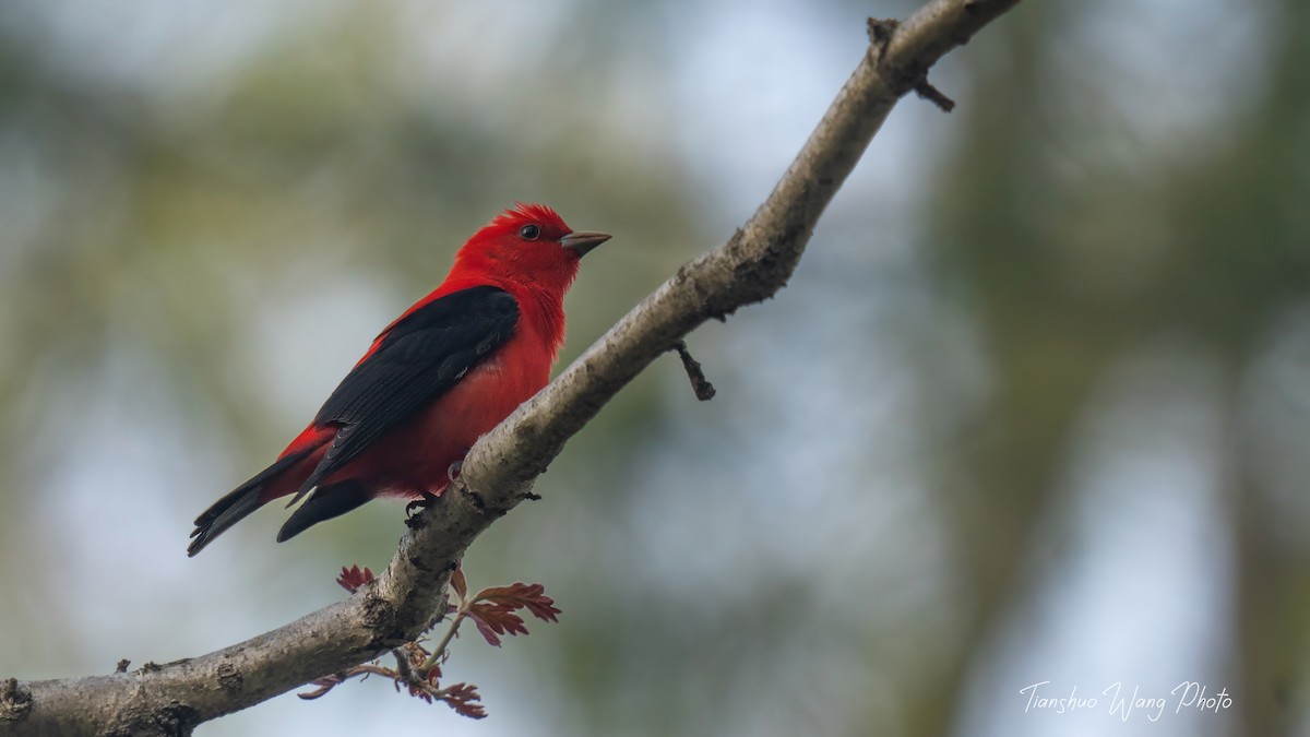 Scarlet Tanager - ML618646900