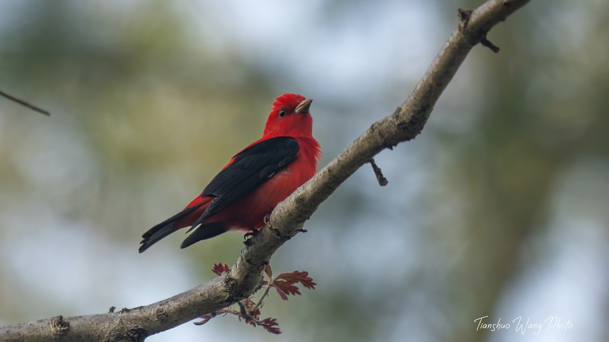 Scarlet Tanager - ML618646901