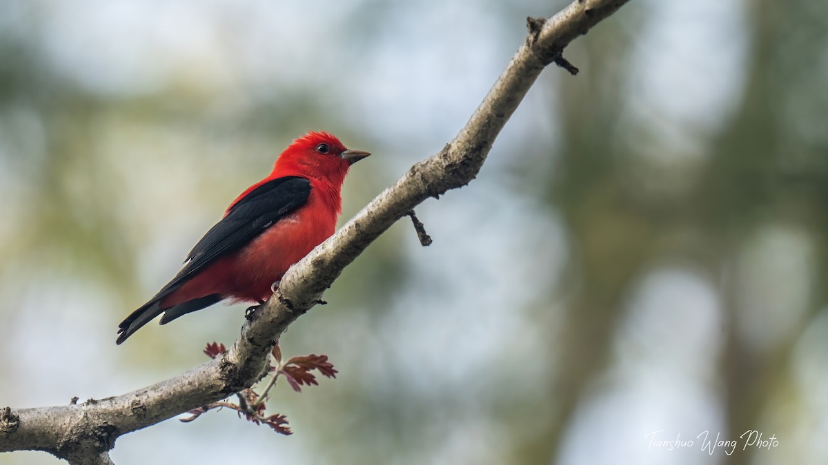 Scarlet Tanager - ML618646902