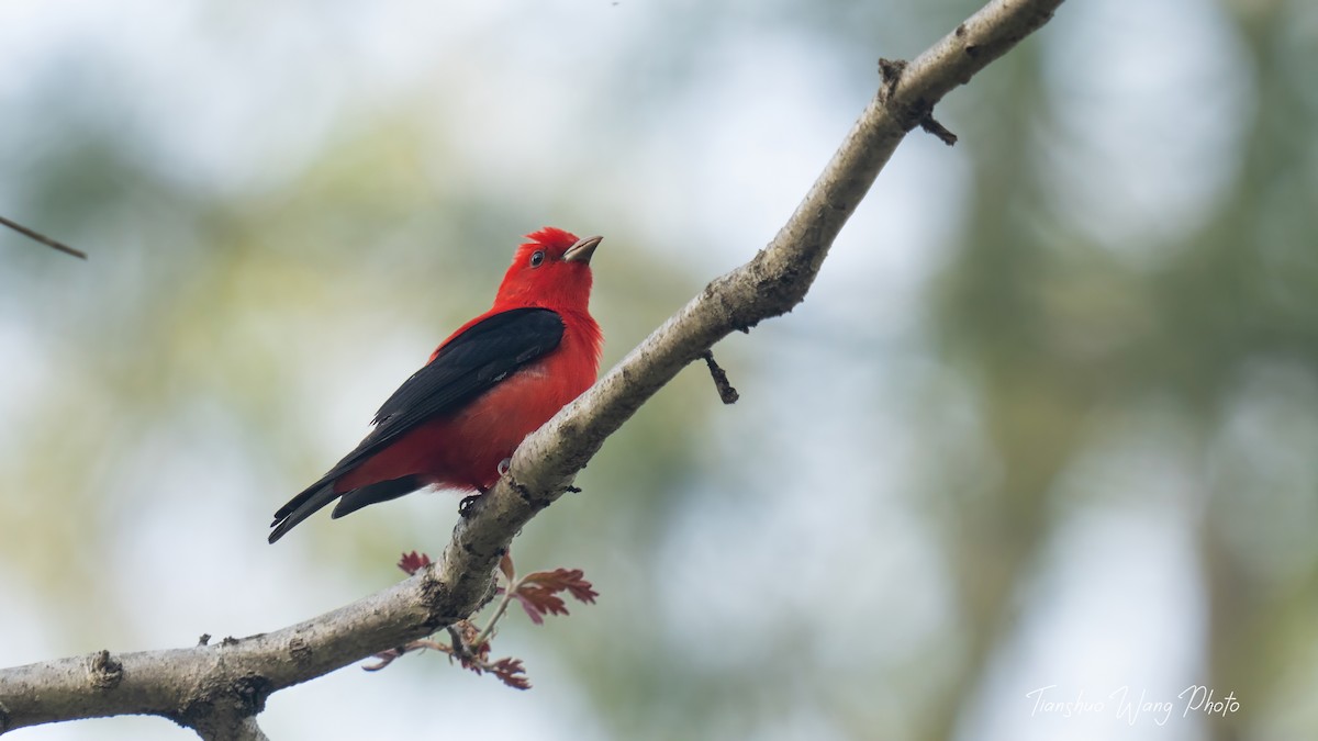 Scarlet Tanager - ML618646903