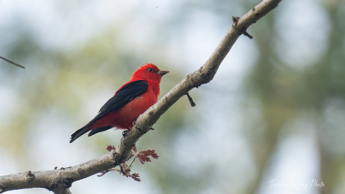 Scarlet Tanager - ML618646904
