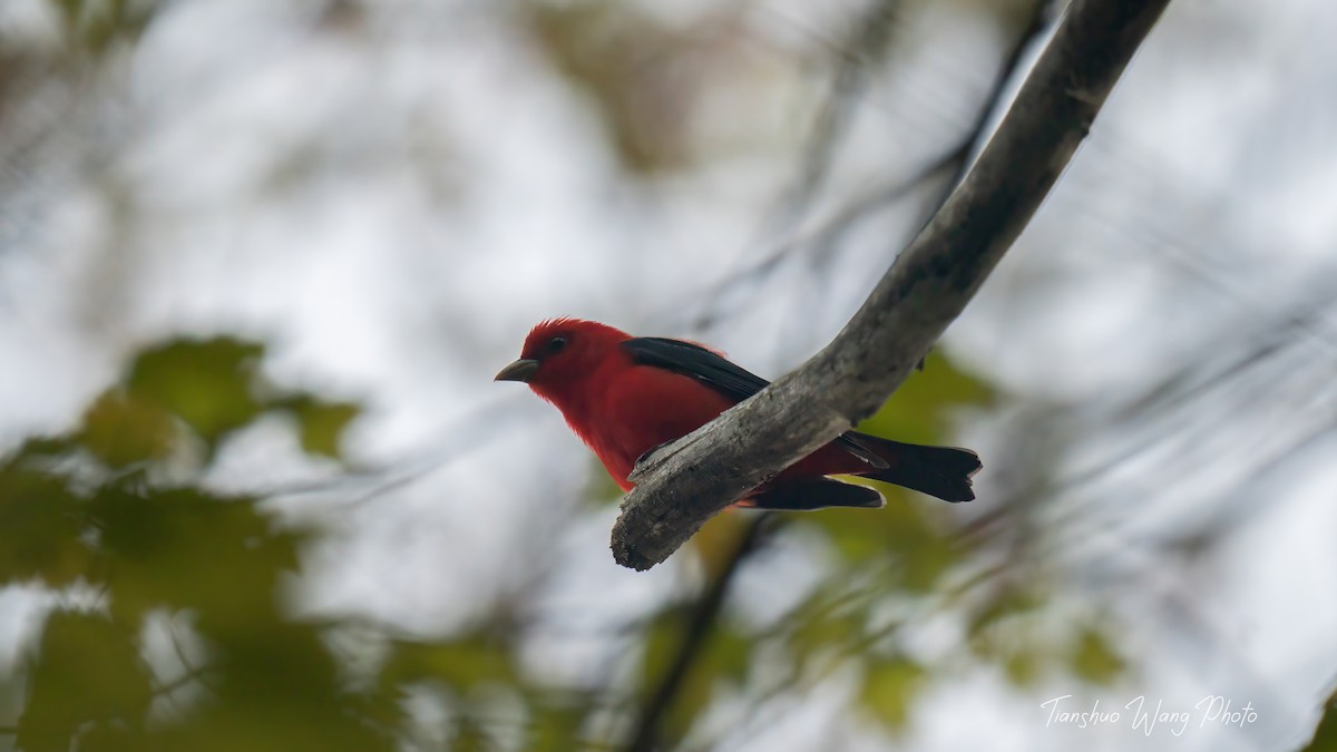 Scarlet Tanager - ML618646905
