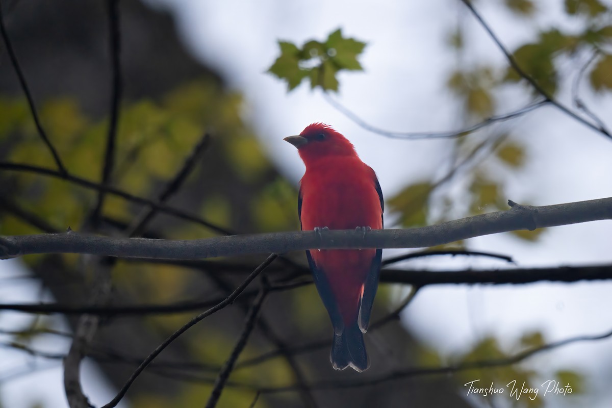 Scarlet Tanager - ML618646910
