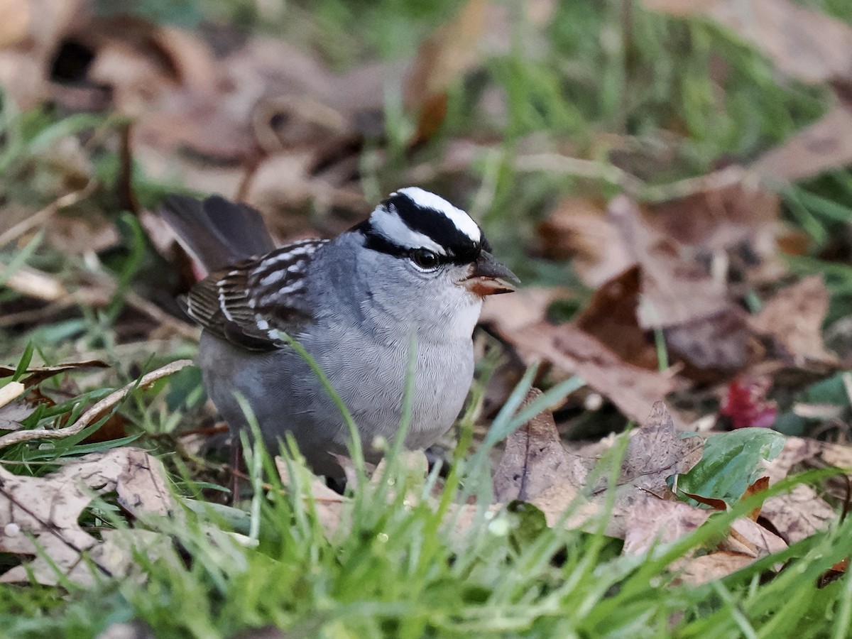 White-crowned Sparrow - ML618646926