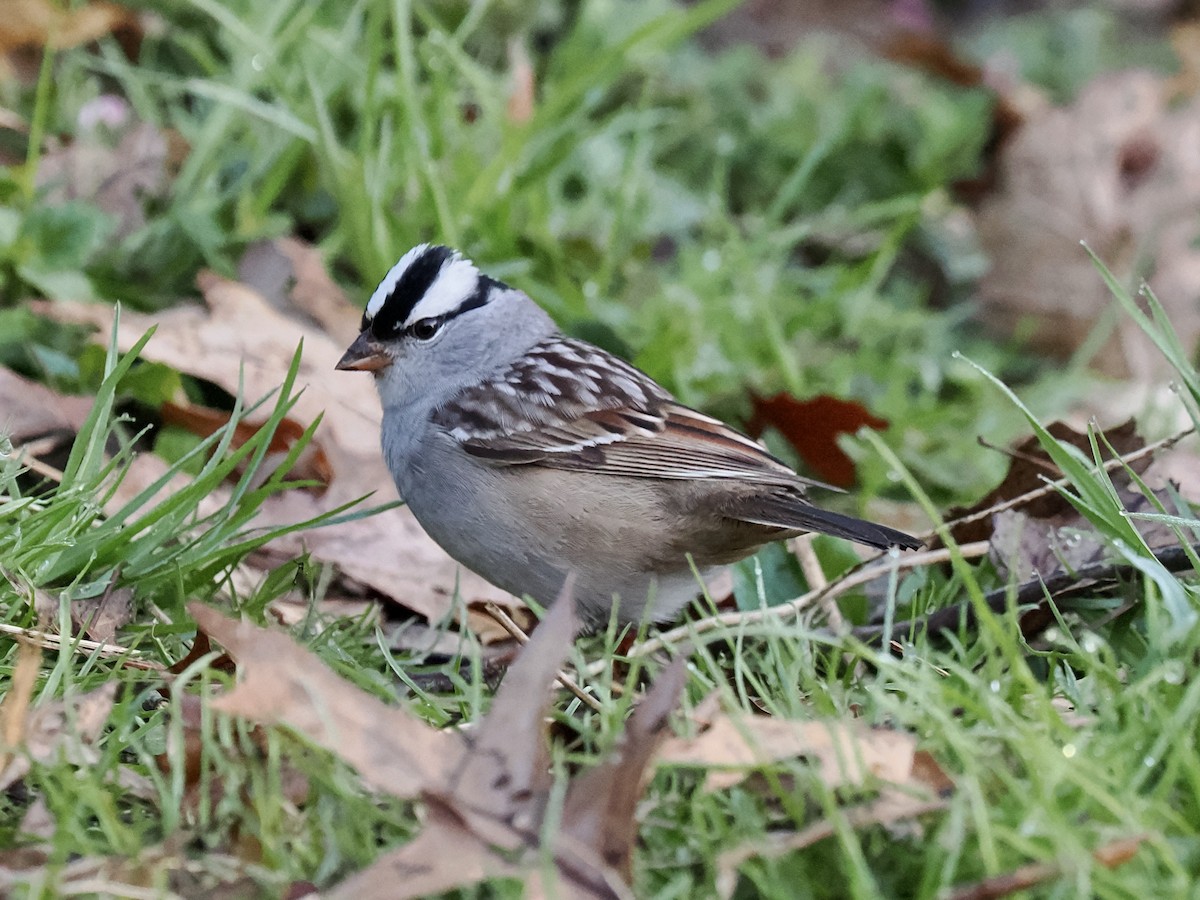 White-crowned Sparrow - ML618646937
