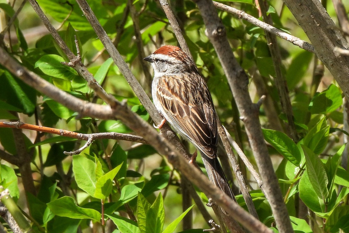 Chipping Sparrow - ML618646940
