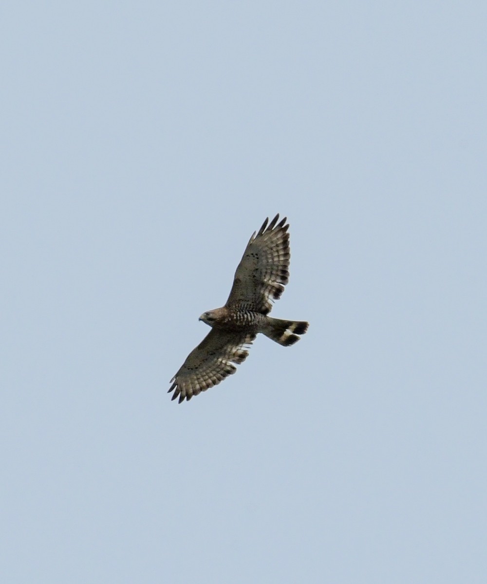 Broad-winged Hawk - ML618646971
