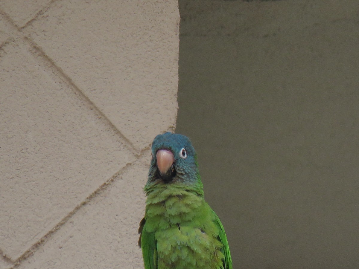 Blue-crowned Parakeet - ML618646974