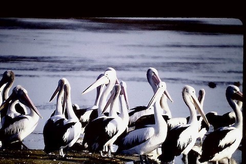 pelikán australský - ML618647012