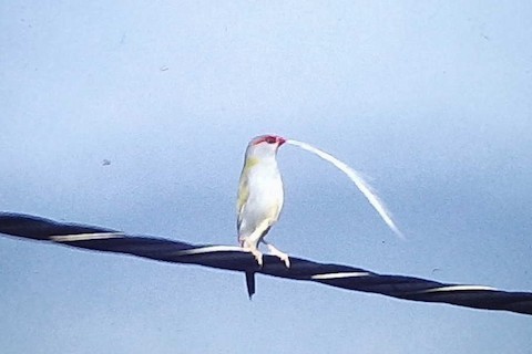 Red-browed Firetail - ML618647044