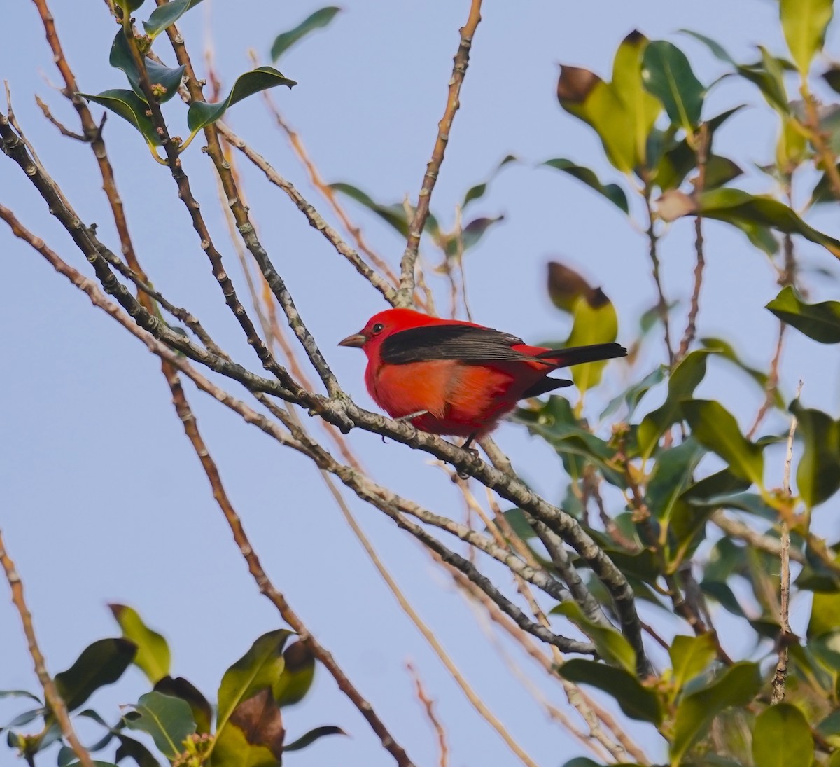Scarlet Tanager - ML618647050