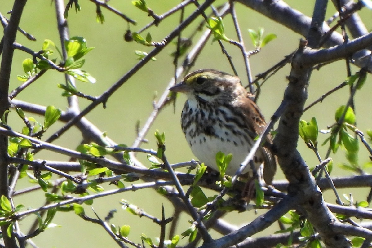 Savannah Sparrow - ML618647117