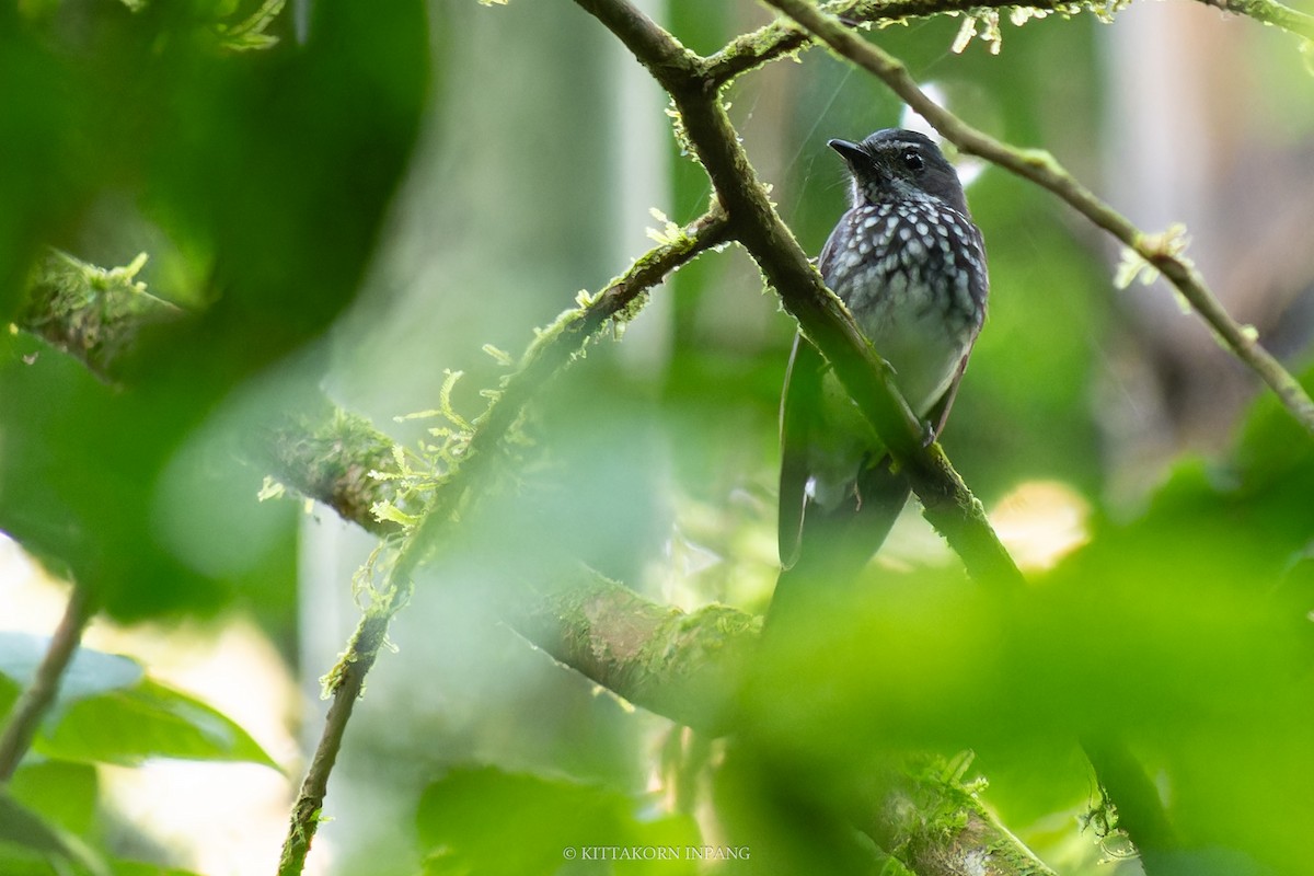 Spotted Fantail - ML618647127