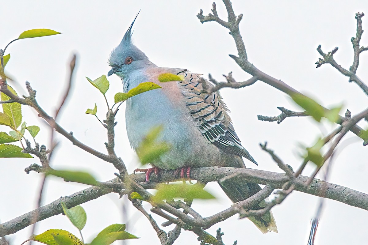 Crested Pigeon - ML618647147