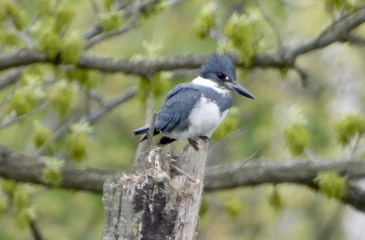 Belted Kingfisher - Carolyn Lueck