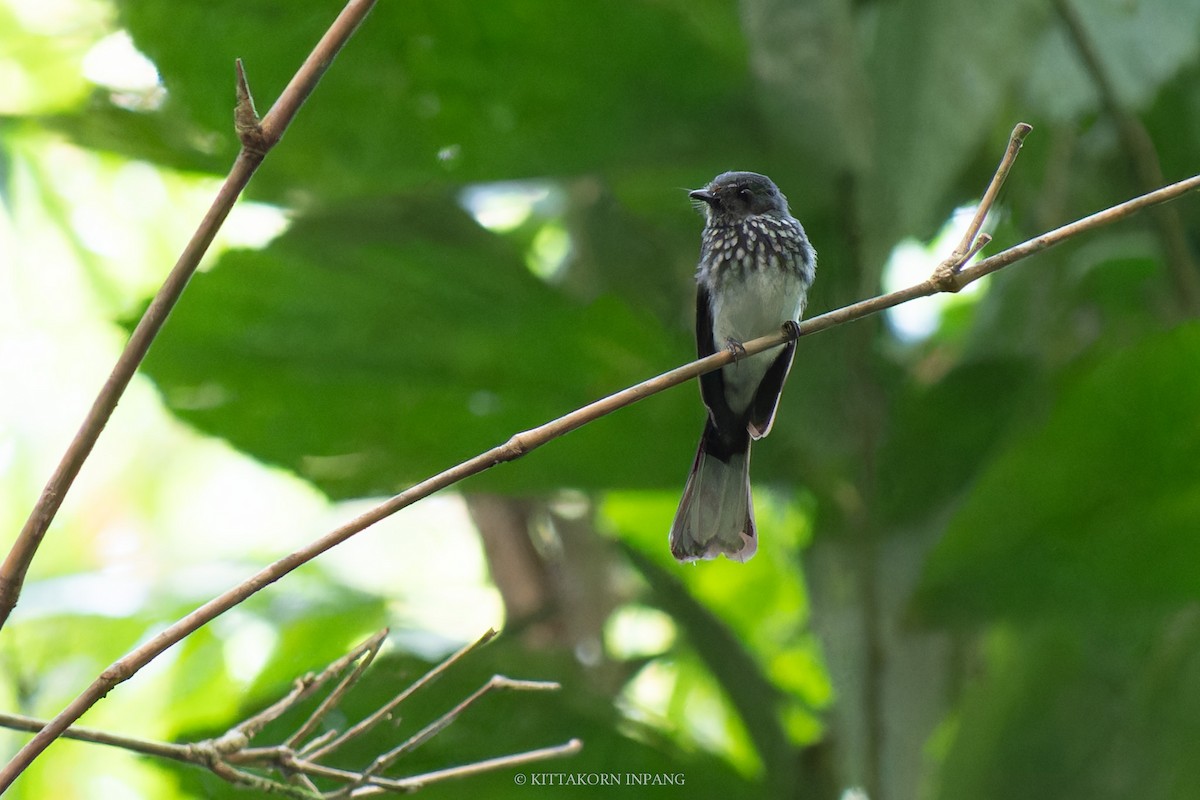Spotted Fantail - ML618647155