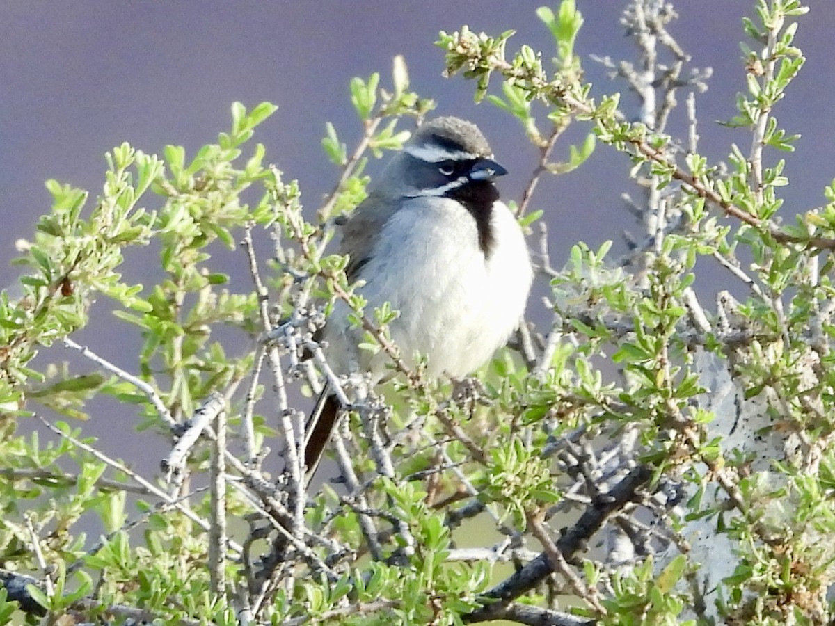 Black-throated Sparrow - ML618647165