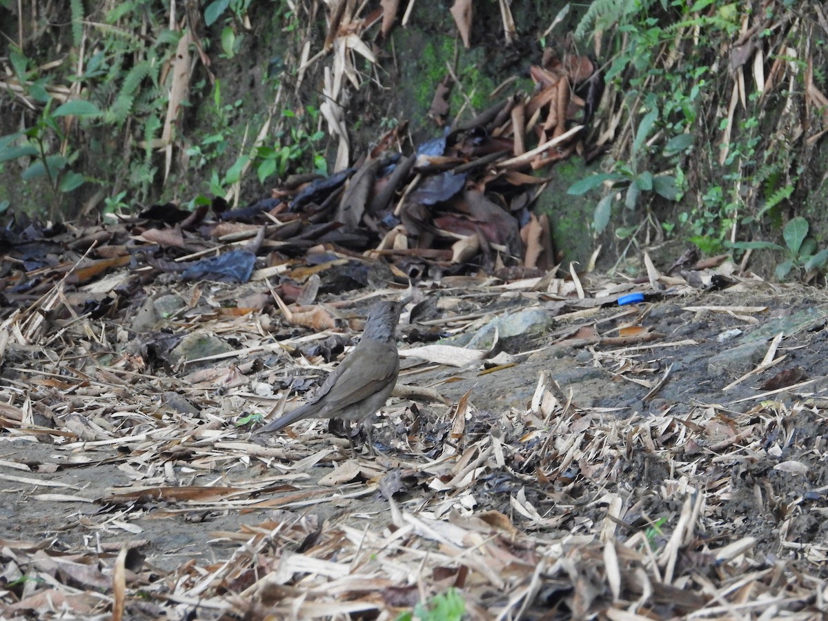 Pale-breasted Thrush - ML618647173