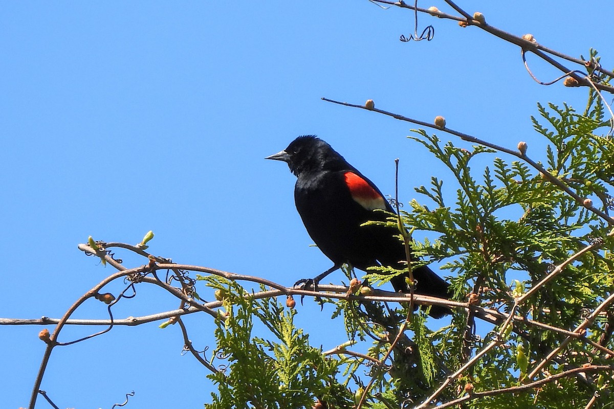 Red-winged Blackbird - ML618647183