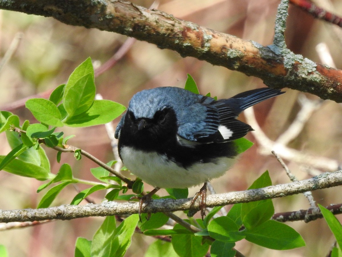 Black-throated Blue Warbler - ML618647192
